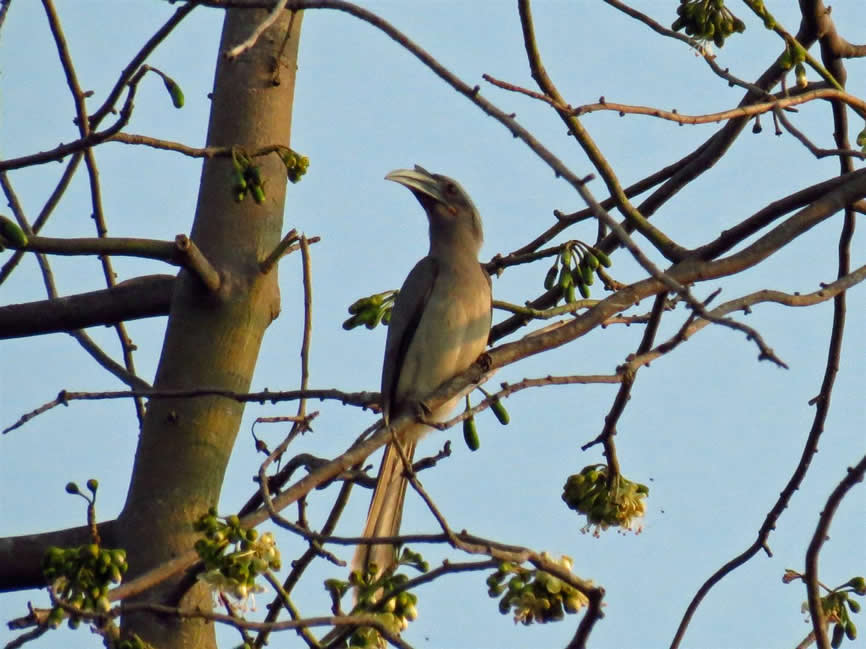 grey hornbill